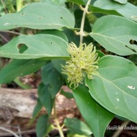 Jasminum multiflorum (Burm.f.) Andrews